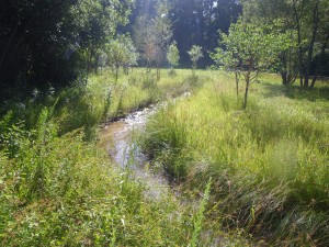Wash-Creek-Vegetation-Year-1